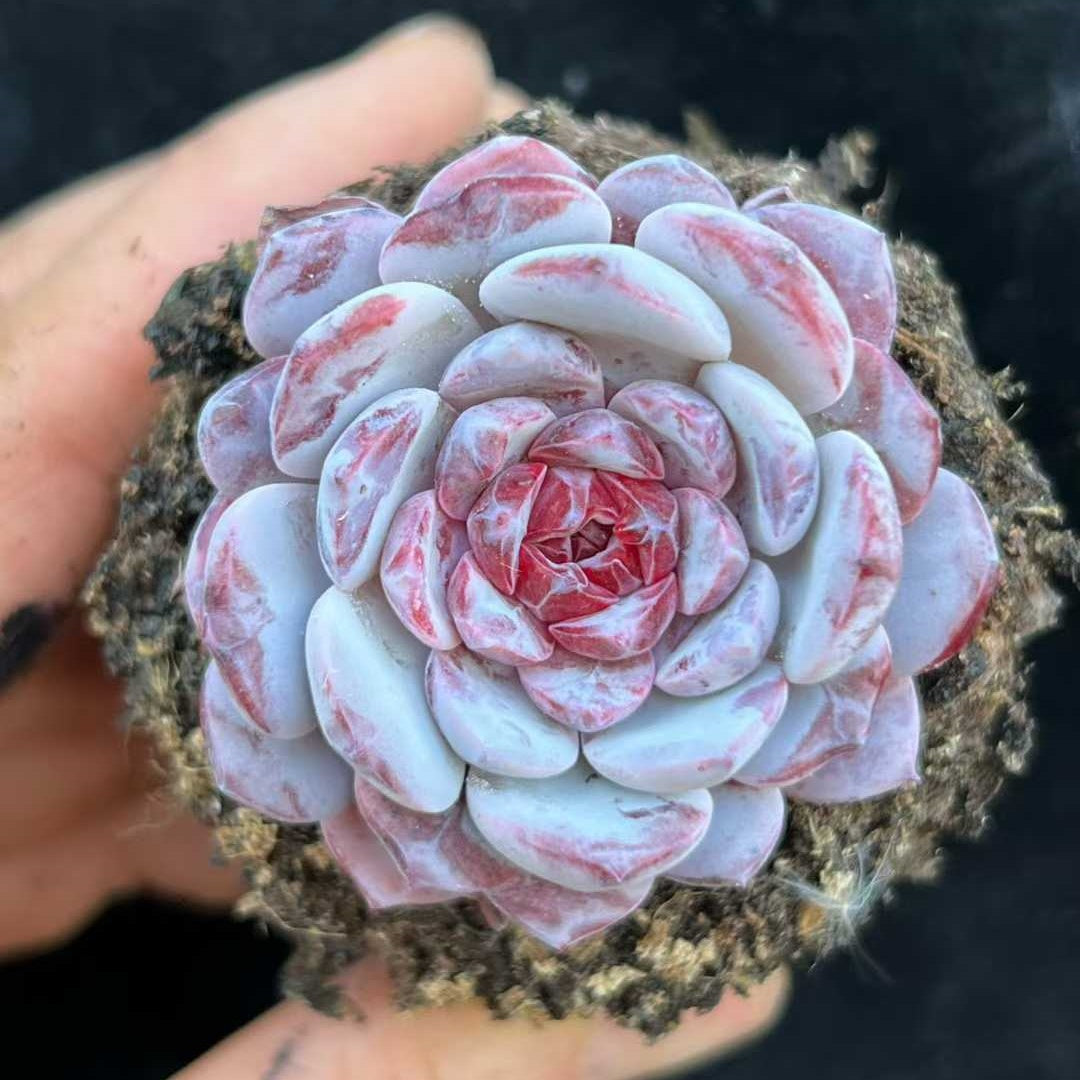 23990 ローイー x ラーファイト