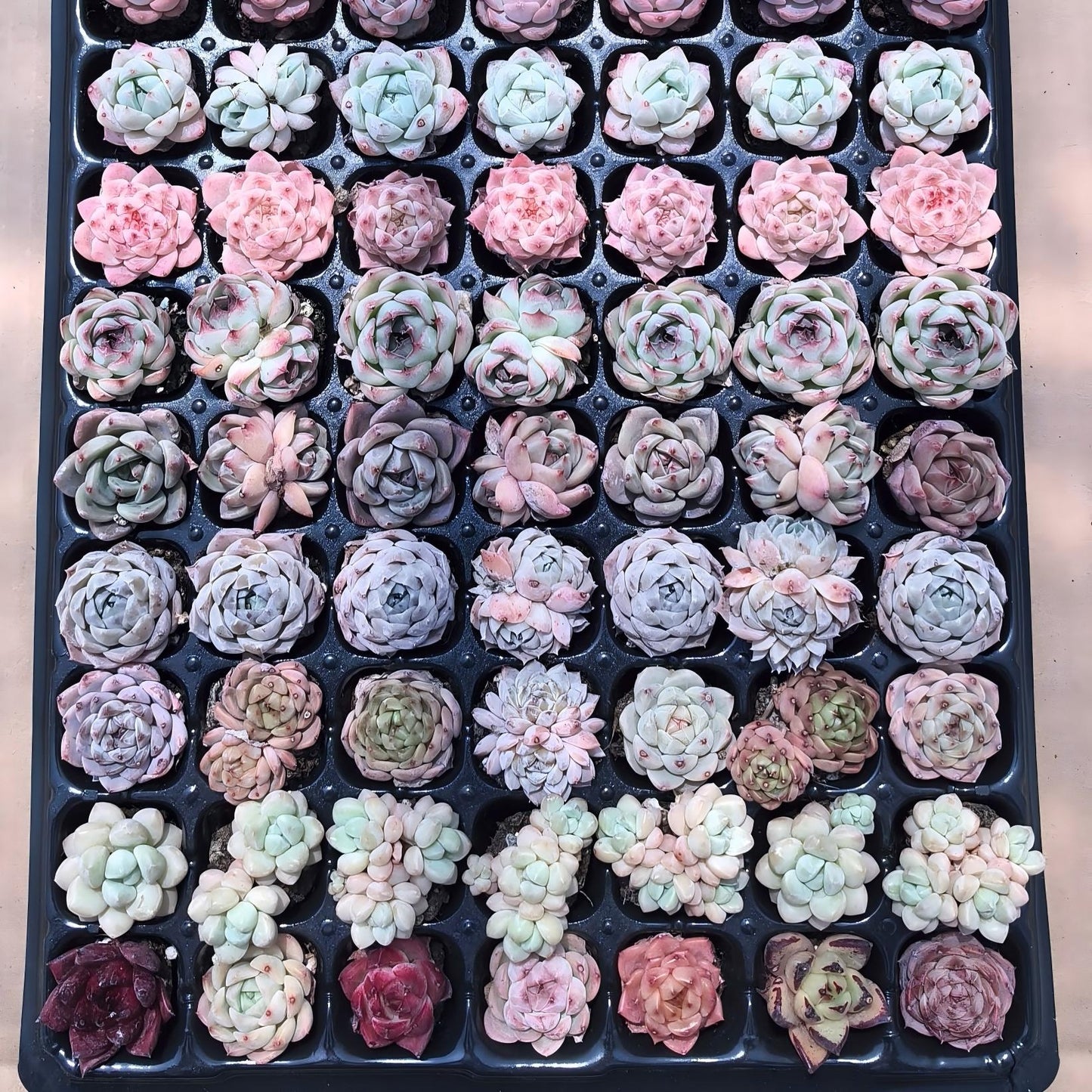 105穴鍼灸プレートの組み合わせ 22