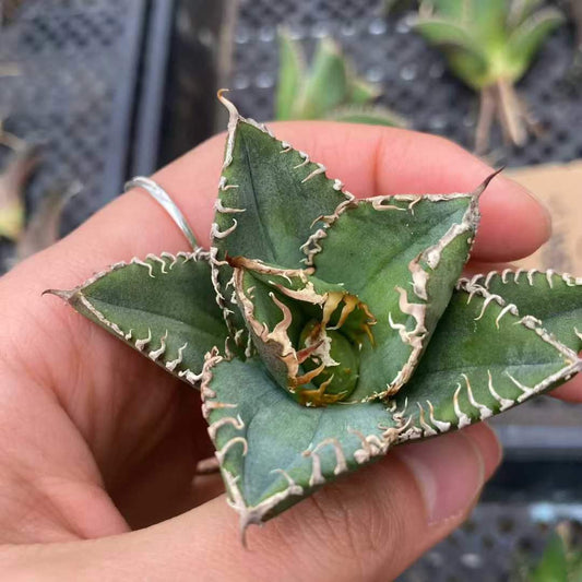 20314 アガベ　チタノタ　鬼面蝎（きめんかつ）（5cm pot）