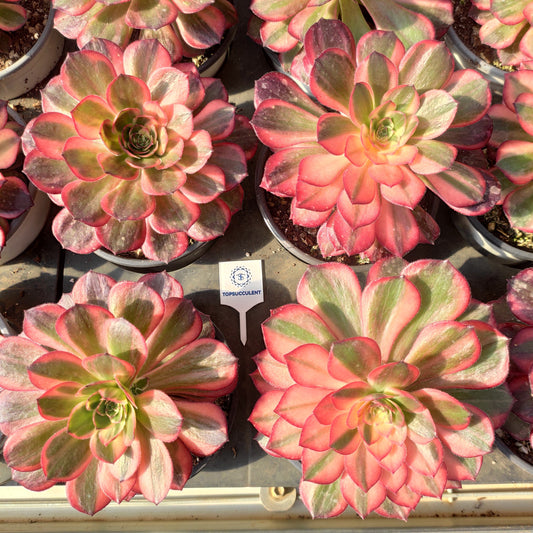 16750 ブラック　デビル