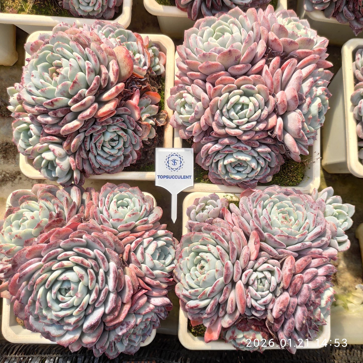 21065 ワイト　サンデー