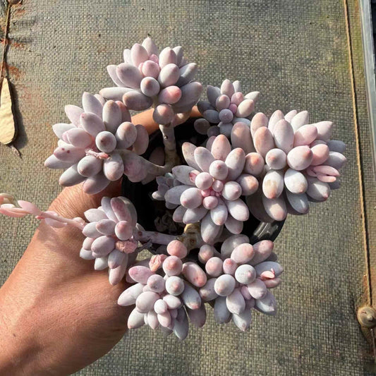 24459 ベビーフィンガー（合植株）