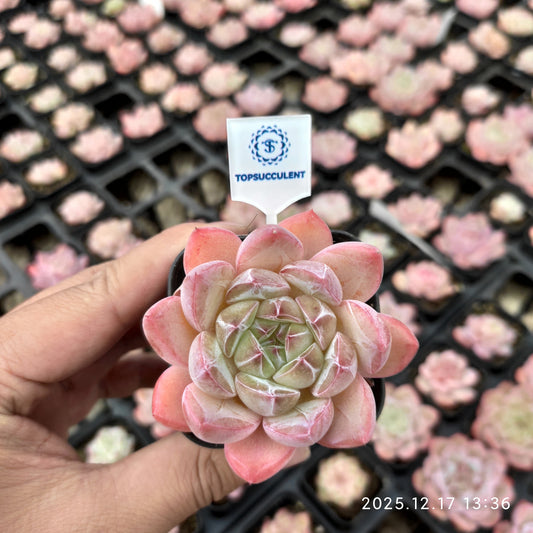 23752 クリスタル　レークHyb