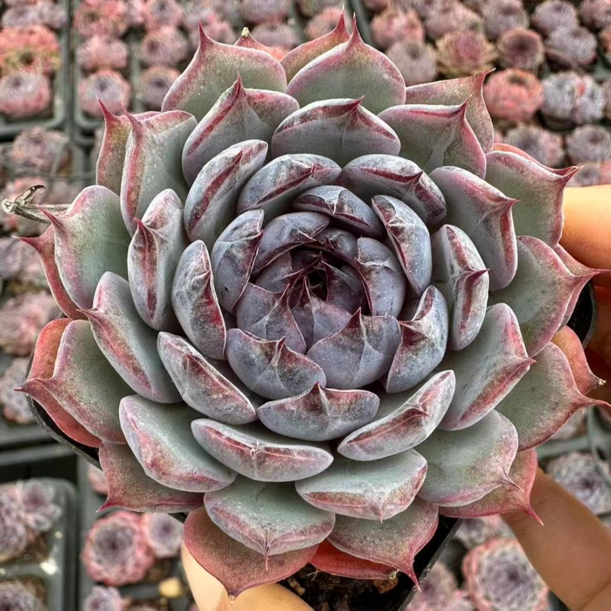 22631  ブルーラバー（7cm pot）