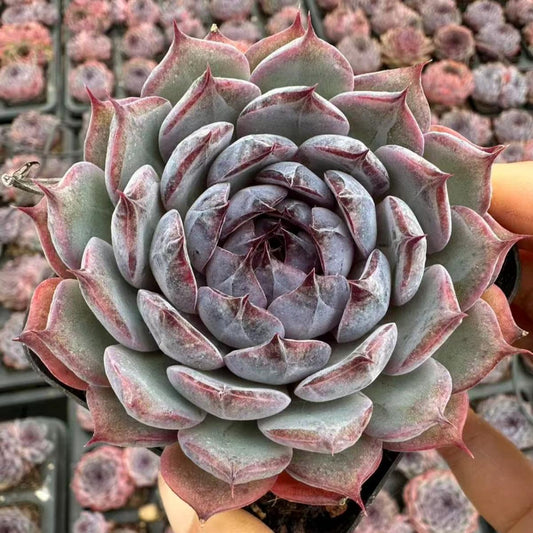 22631  ブルーラバー（7cm pot）