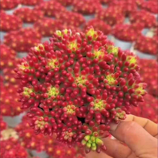 25170 クラウセン錦