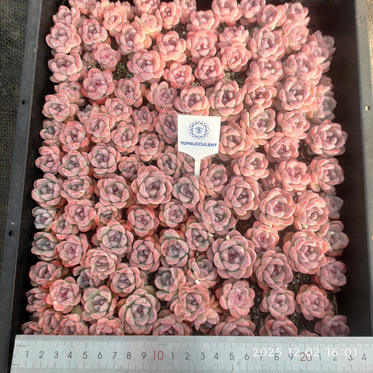 23063 ピンク　モンローHyb（ポット苗）