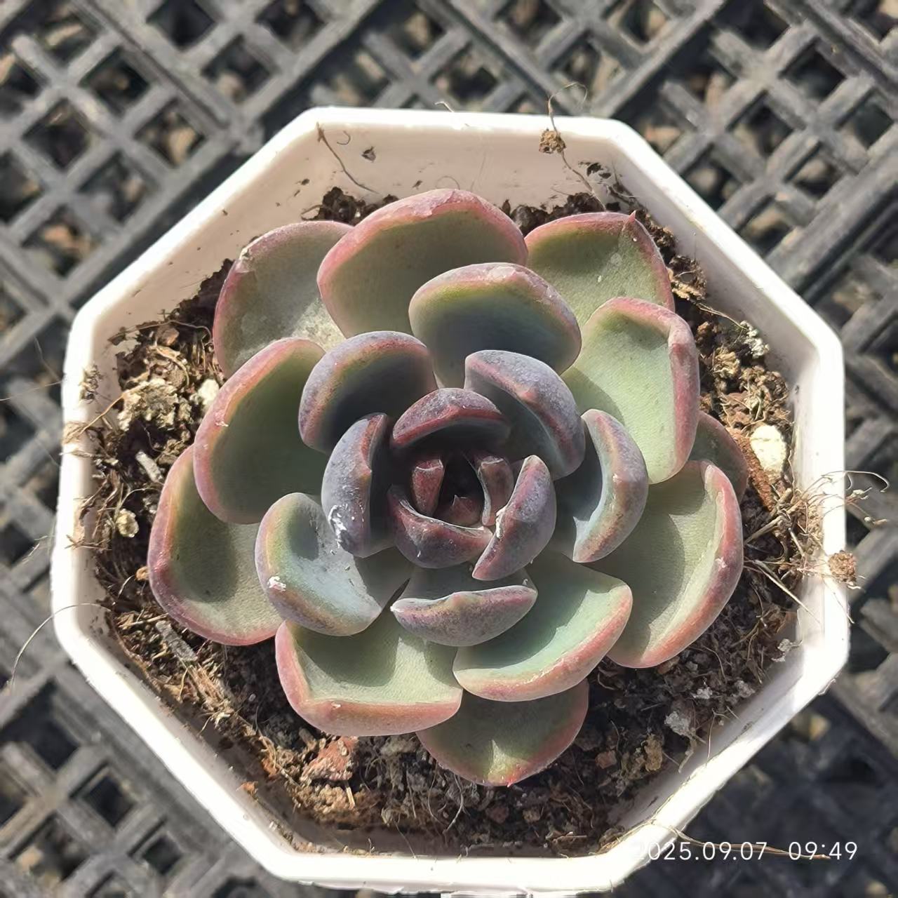 FFH353 チーズブルーベリー（6.5cm pot）