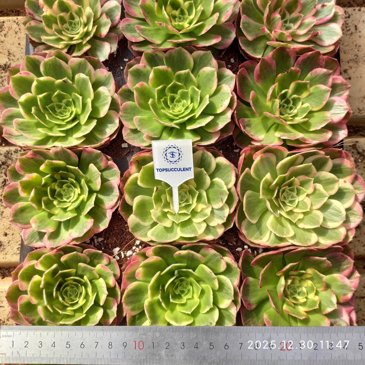 14158 アエオニウムシーキング