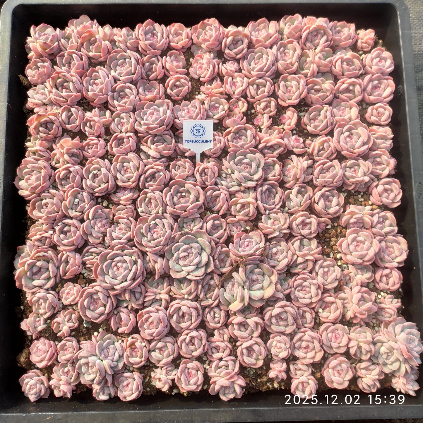 23027 アメージング　グレースHyb（ポット苗）