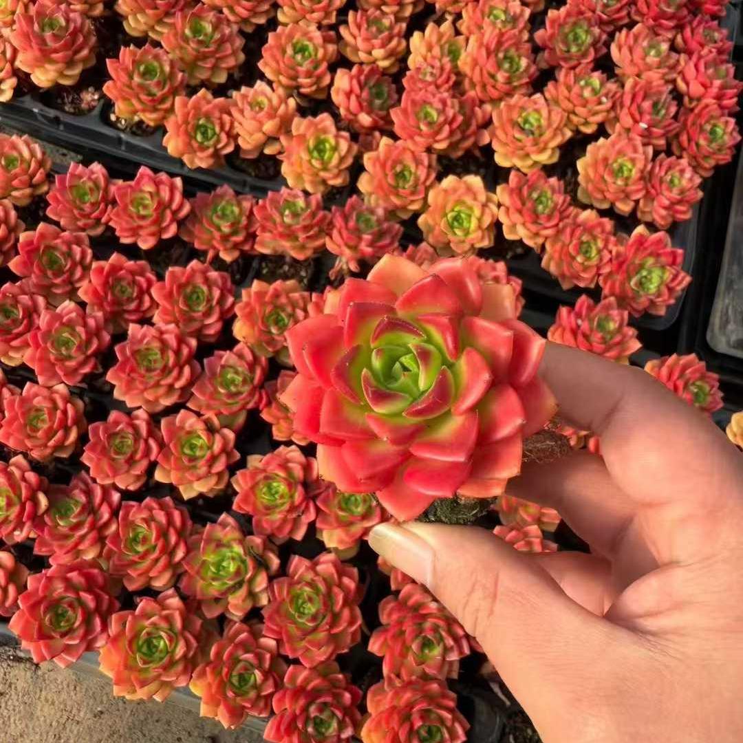 25317 レディジア