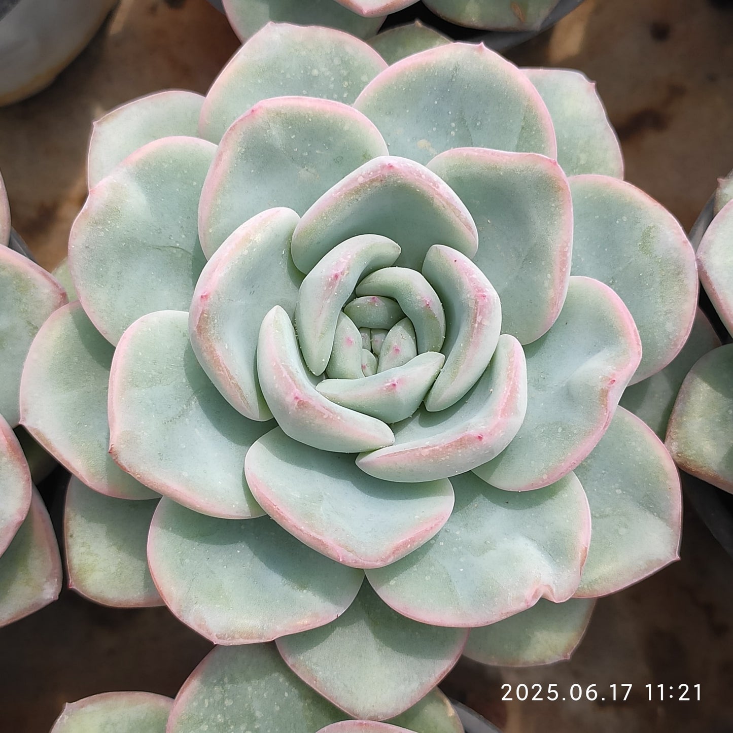 LXX001 アマビレ（9cm pot）