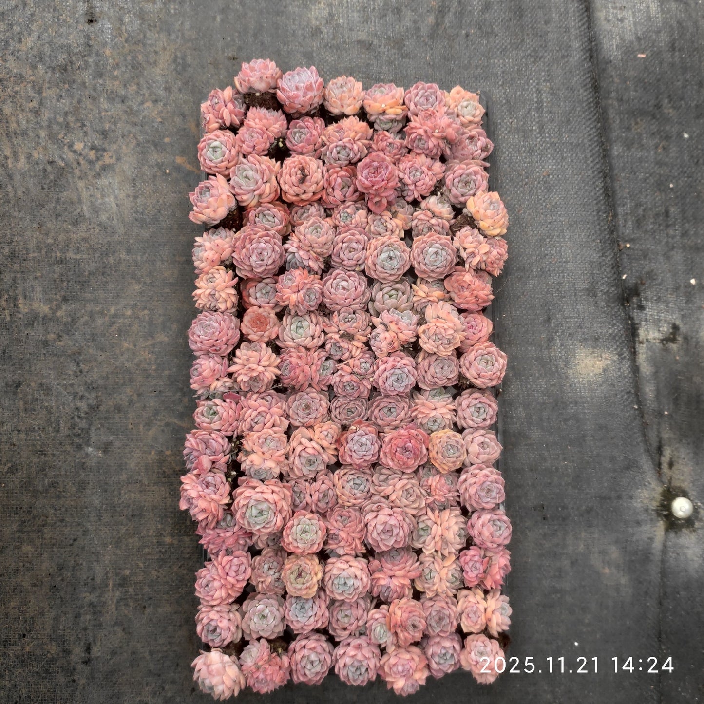 22121  アイスドール（3cm pot）（ポット苗）