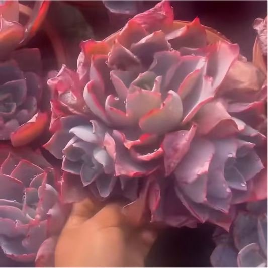 25177 アフターグロー