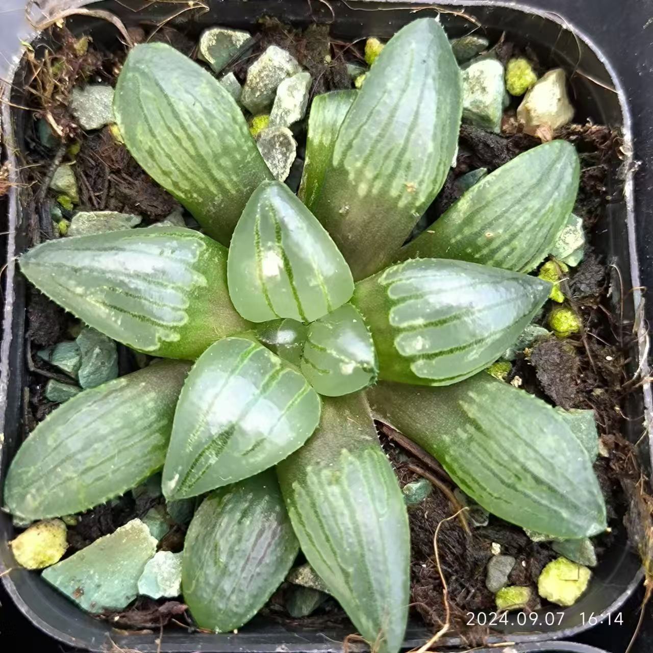 13169 ハオルチア グリーンタイガー