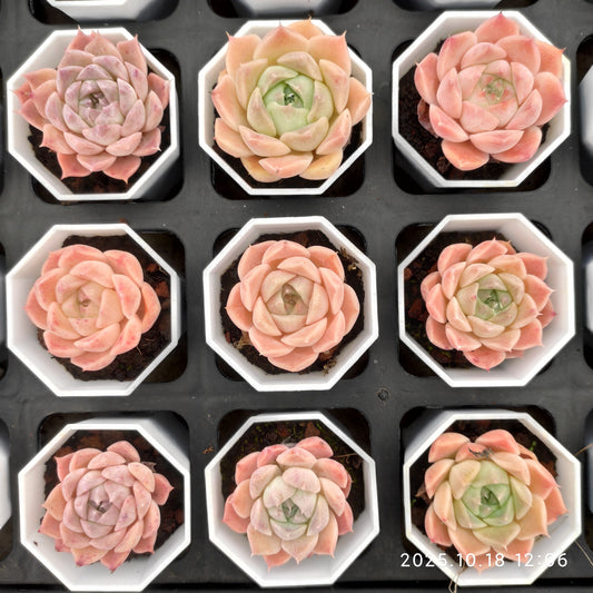 YBB265 ヘレナ hyb（5.5cm pot）