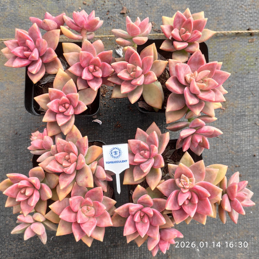 24754 エケベリア　プリン