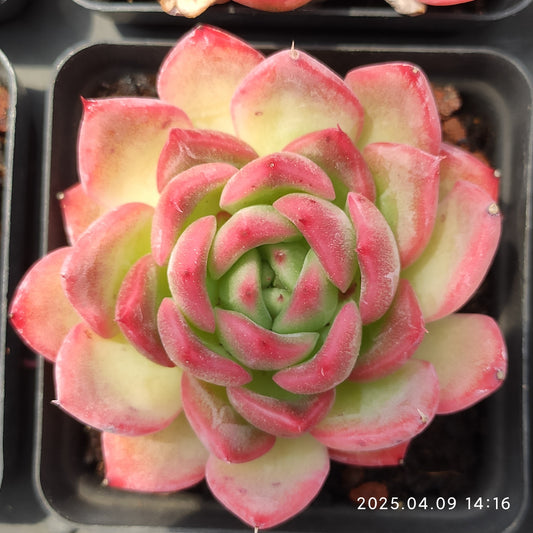 YBB194 プロリディティ（7cm pot）