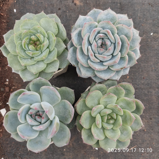NGN337 ピンク　ドユー（7cm pot）