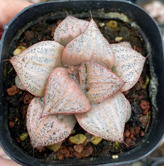 CS122 田島の春 (7cm pot)