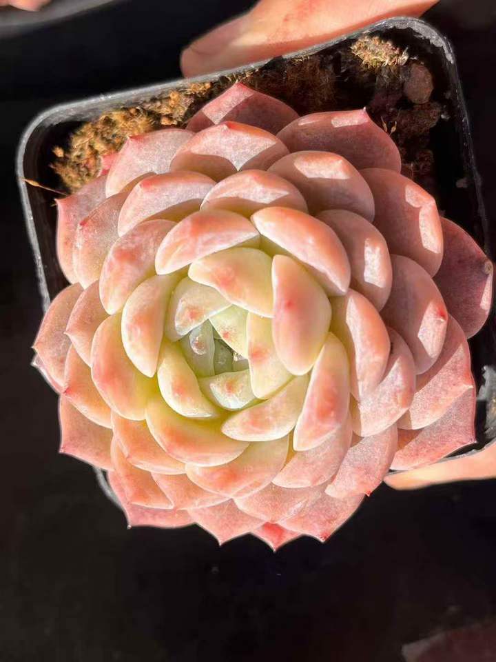 262911 アイススピリット