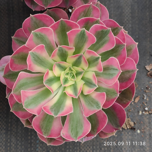 BC015 アエオニウム　ウィッチ（12cm pot）