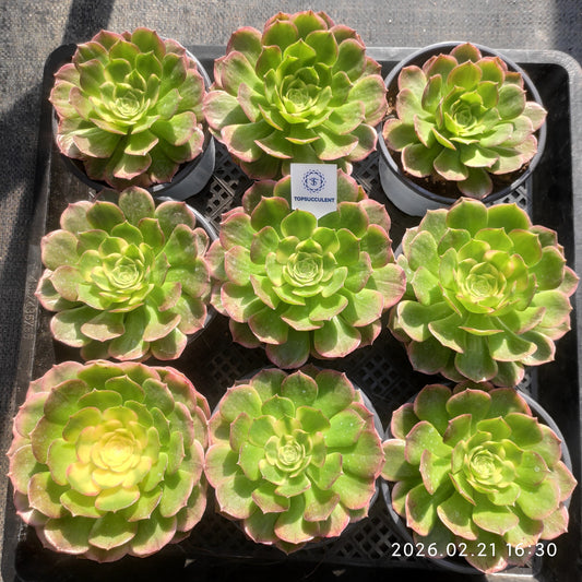 26081 アエオニウム　シーキング