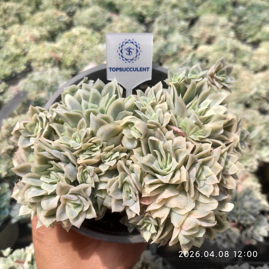 9251 バイオレットクイーン錦