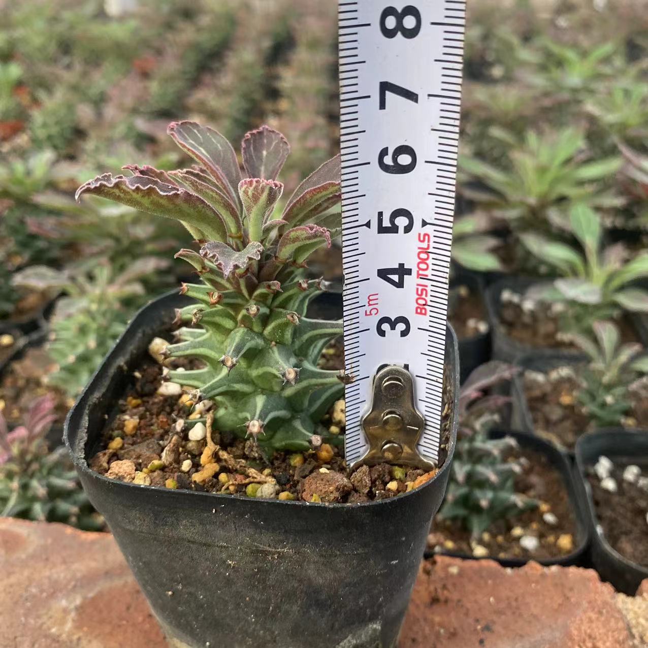 ZL615 紫紋竜7cm pot）