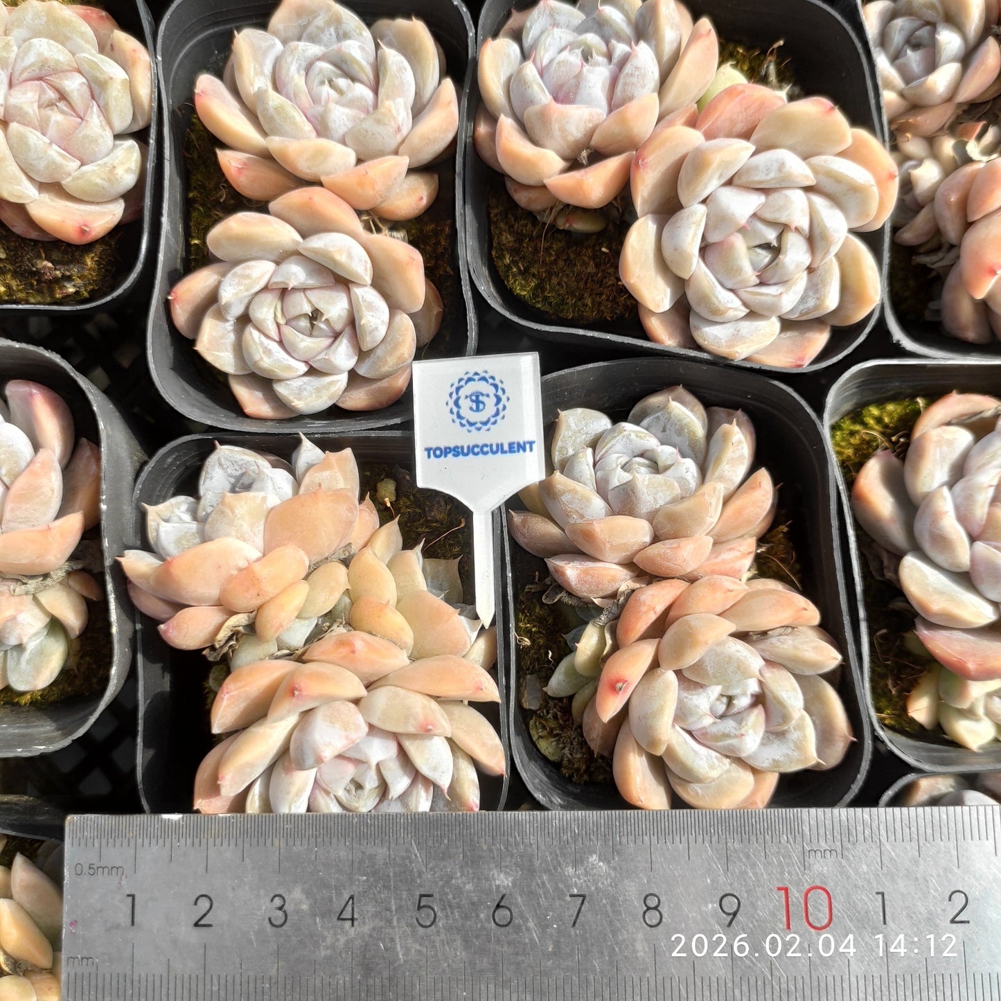 25942 タイニーバーガー