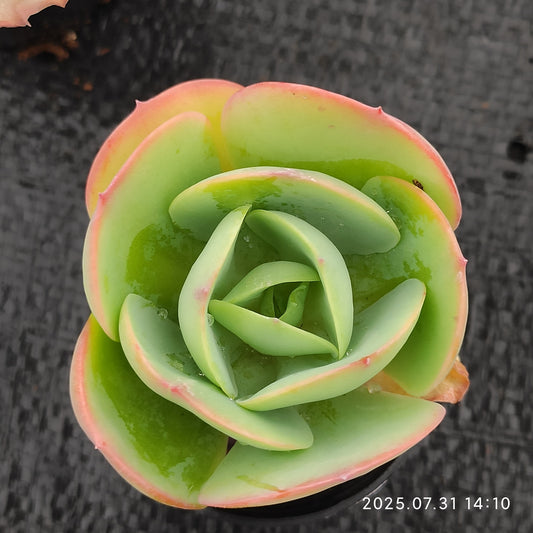 MMT822 ピーチプライド （5.5cm pot）