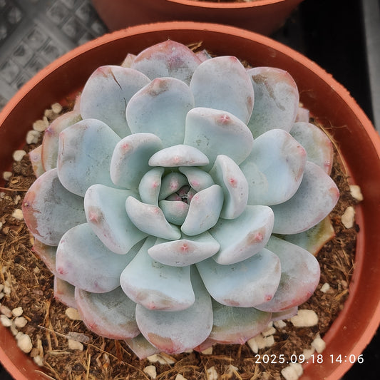 LMM433 ルービー　リング（14cm pot）