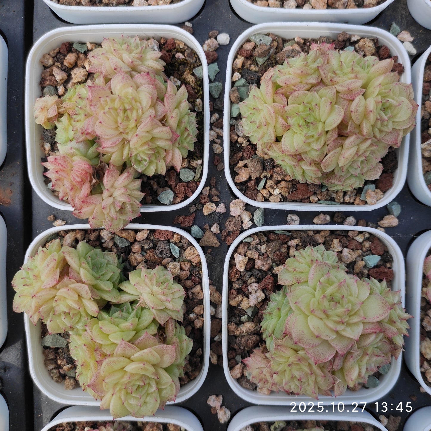 21773 マルガンHyb（7cm pot）