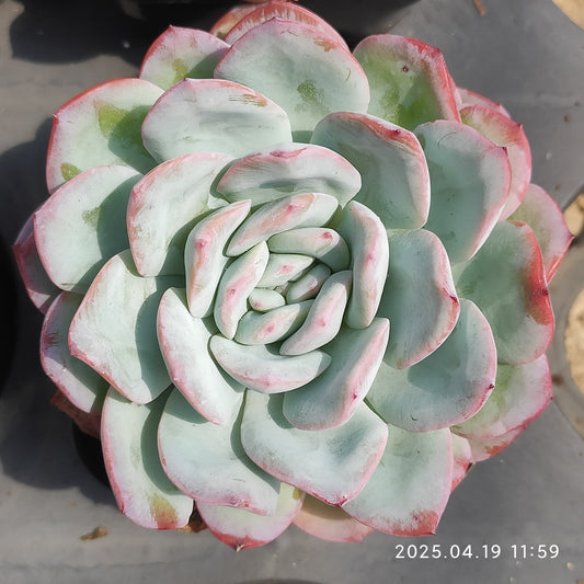 ZZA945 スノー　ポメロー（7cm pot）