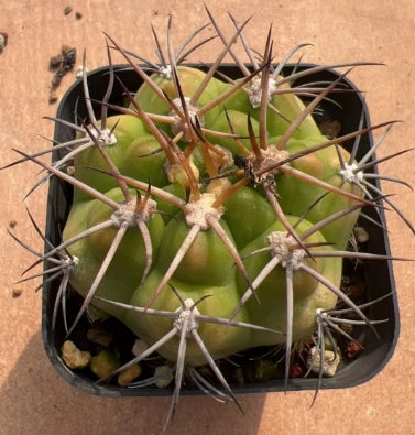 CS174 勇将丸（7cm pot）