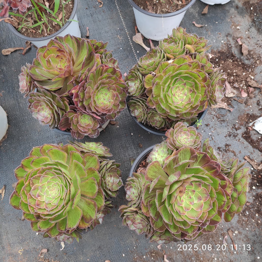 YF462 マルチカラー（17cm pot）