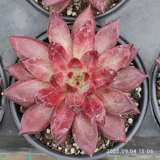 MMY1265 ディーモン　ソール（12cm pot）