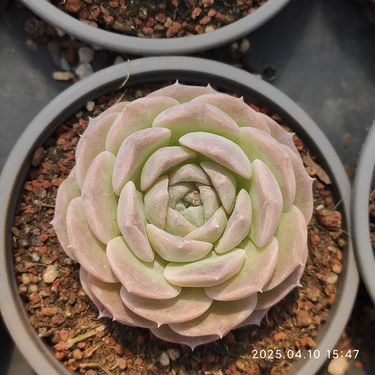 NGN422 ピュアラブ(9cm pot)