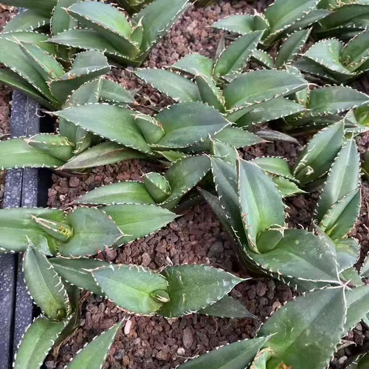 20315 アガベ　地獄火（じごくび）（5cm pot）