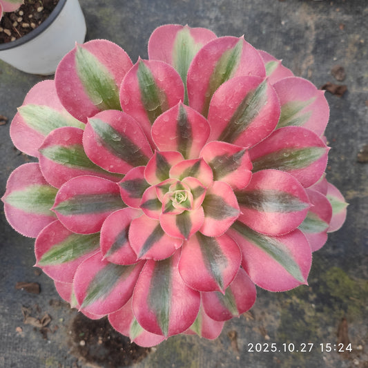 LB038 アエオニウム　ウィッチ（12cm pot）