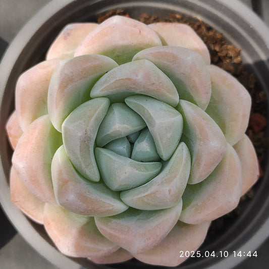 NGN548 アイスグリーン （9cm pot）