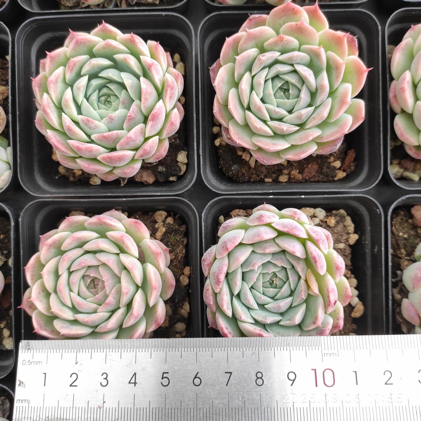 RC038 カーベラー（7cm pot）