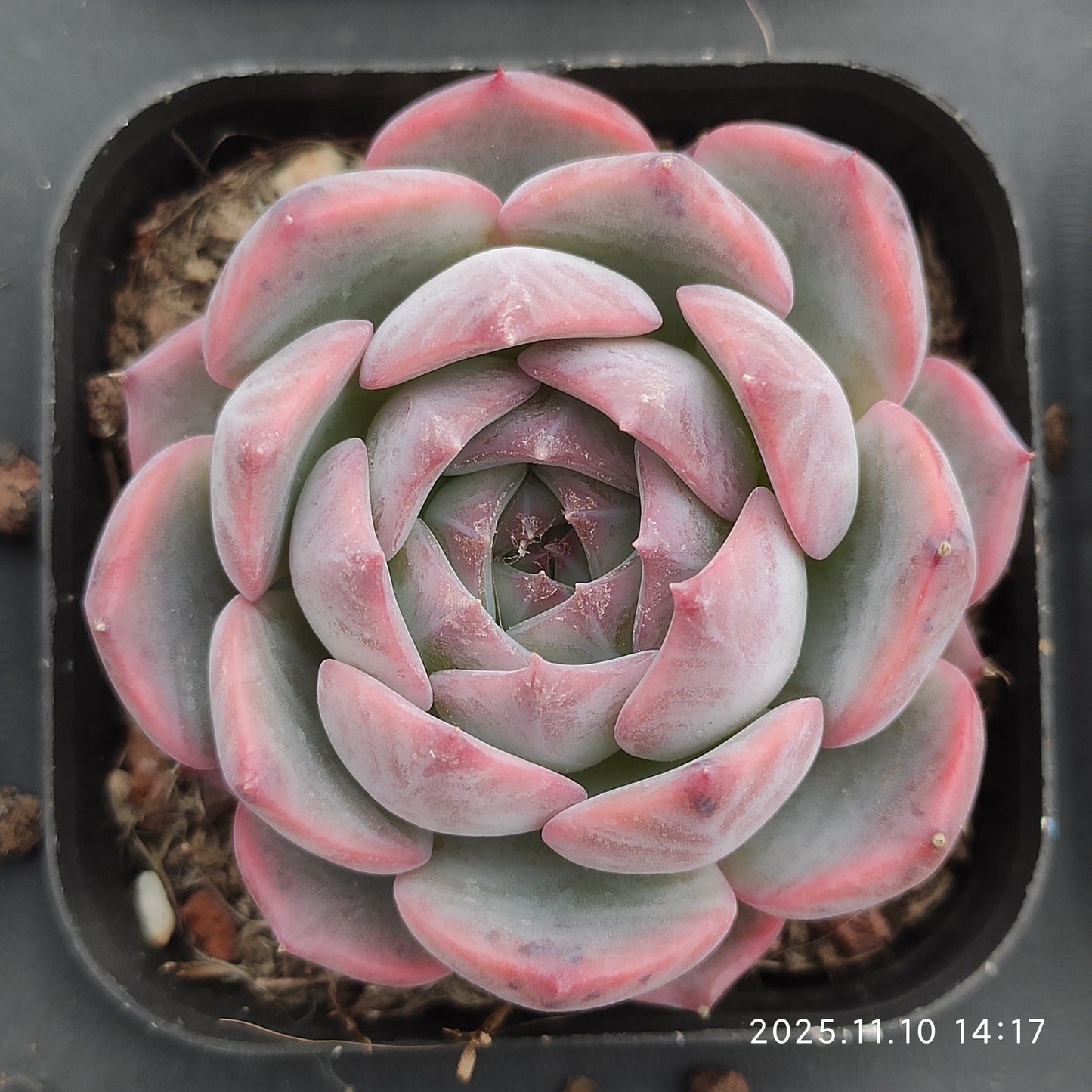 80560 キャンティクル（6.5cm pot）