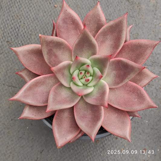 MMT877 ロメオ（12cm pot）