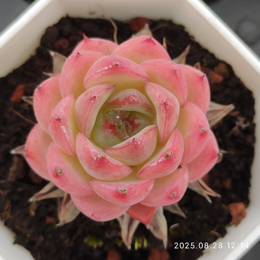 YBB027 ピンククリスタルローズ(7cm pot)