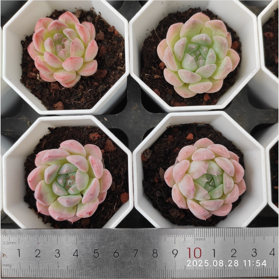YBB062 フォンド　ドリーム(7cm pot)