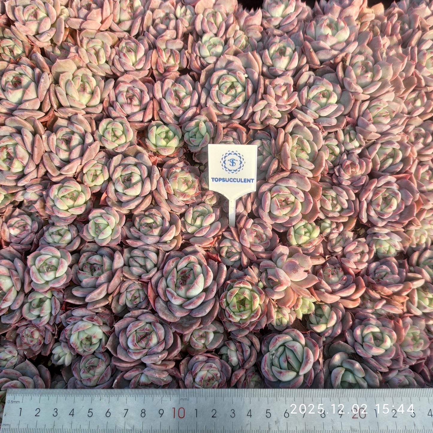 23034 チワワエンシス Hyb（ポット苗）