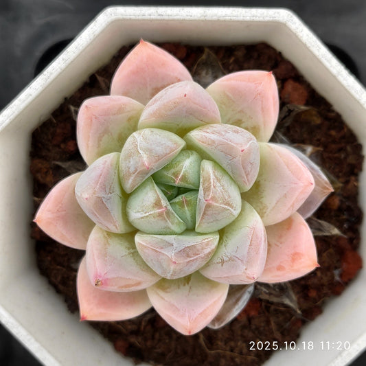 YBB064 サブリム(7cm pot)