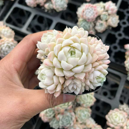 25705 ヒューミリス