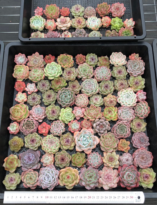 20076 ミックス苗100株（4cm pot）26